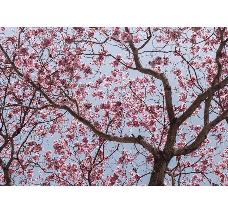 Cherry blossom stem fototapete cvetje - TenStickers