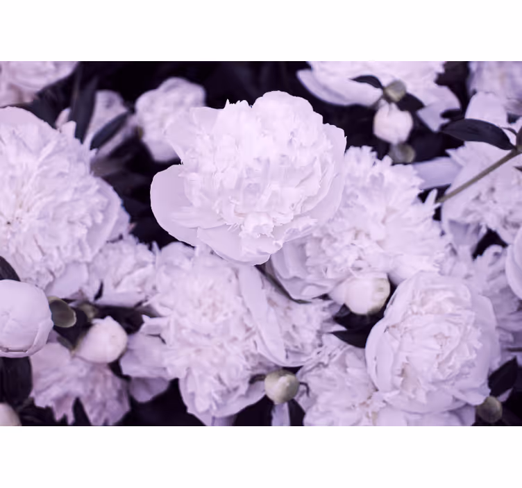 Lavender peony blooms fototapete cvetje - TenStickers