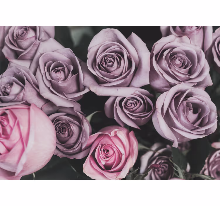 Lavender rose bouquet fototapete s cvetjem - TenStickers