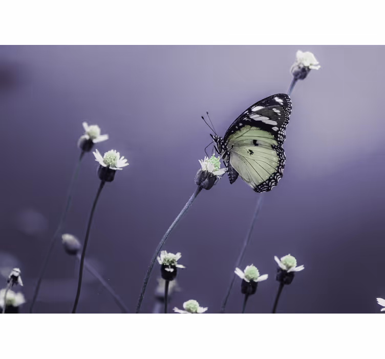 Butterfly on flowers fototapete cvetje - TenStickers