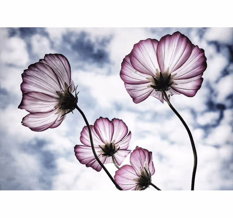 Delicate floral beauty fototapete cvetje - TenStickers