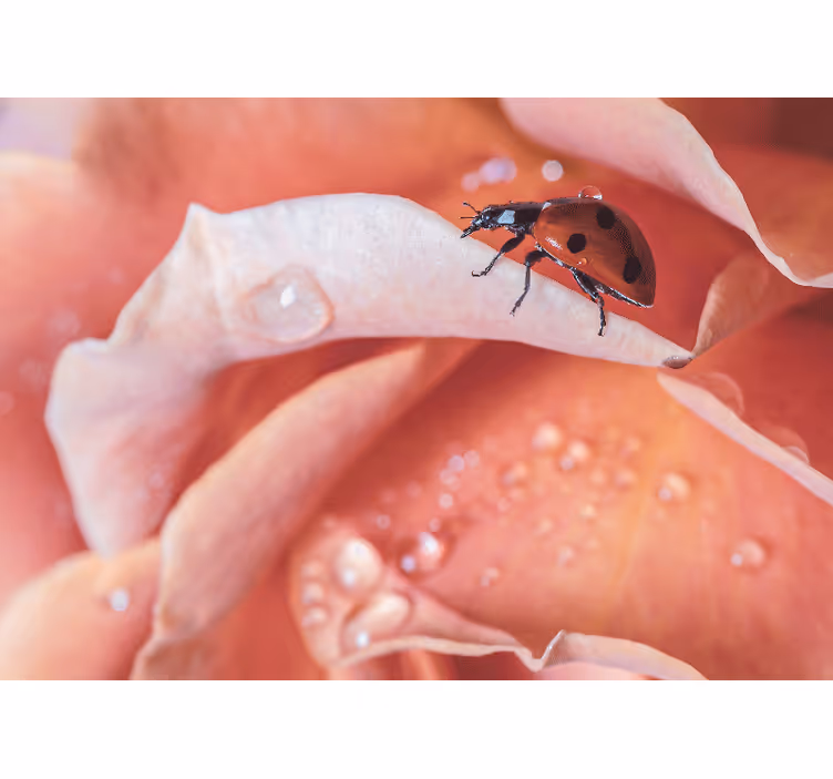 Ladybug on petal fototapete s cvetjem - TenStickers