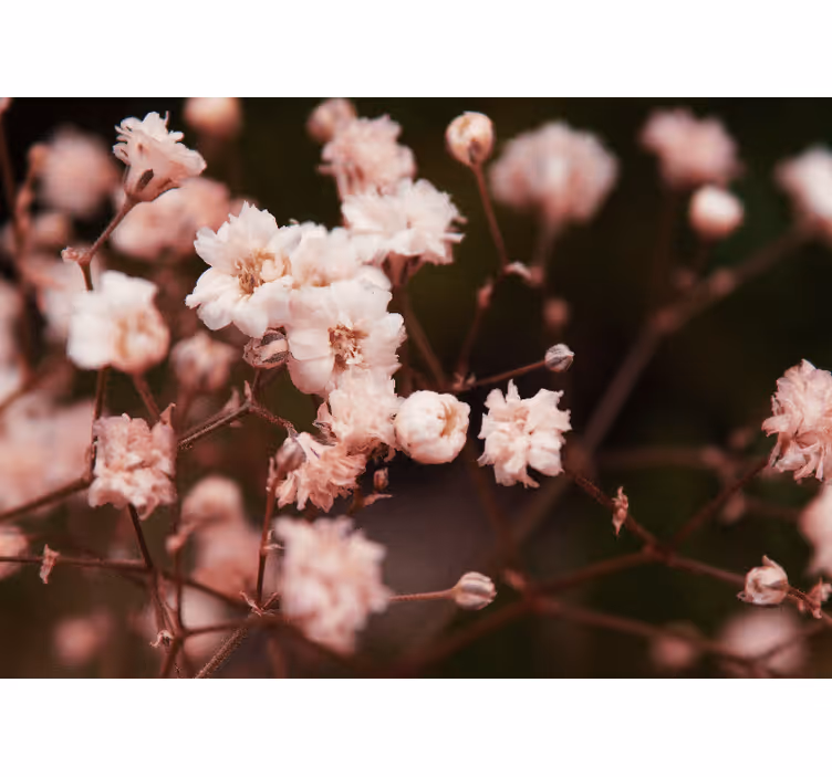 Delicate blooming flowers fototapete cvetje - TenStickers