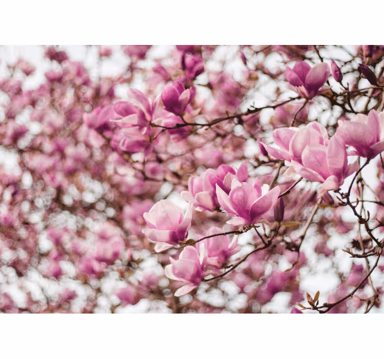 Magnolia blossom display fototapeta magnolija - TenStickers