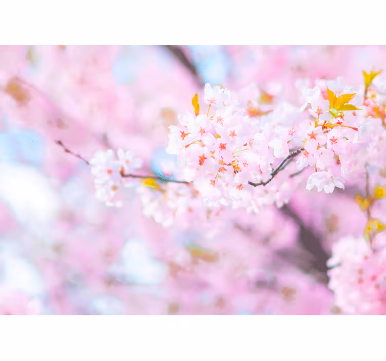 Cherry blossom splendor fototapete cvetja - TenStickers