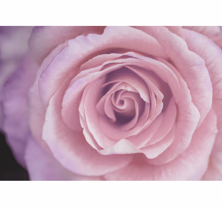 Pink rose blossom fototapete cvetje - TenStickers