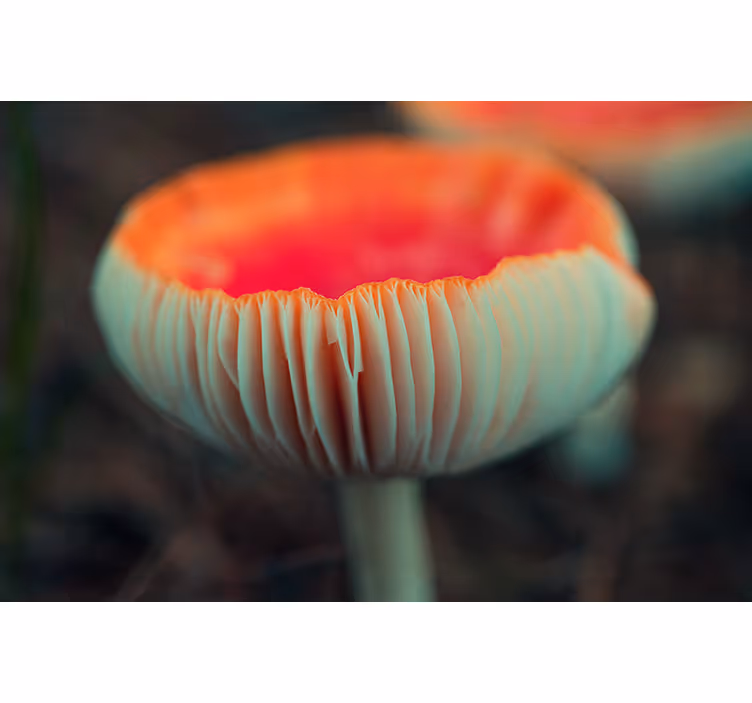 Elegant poppy blossom fototapeta z makovimi cvetovi - TenStickers