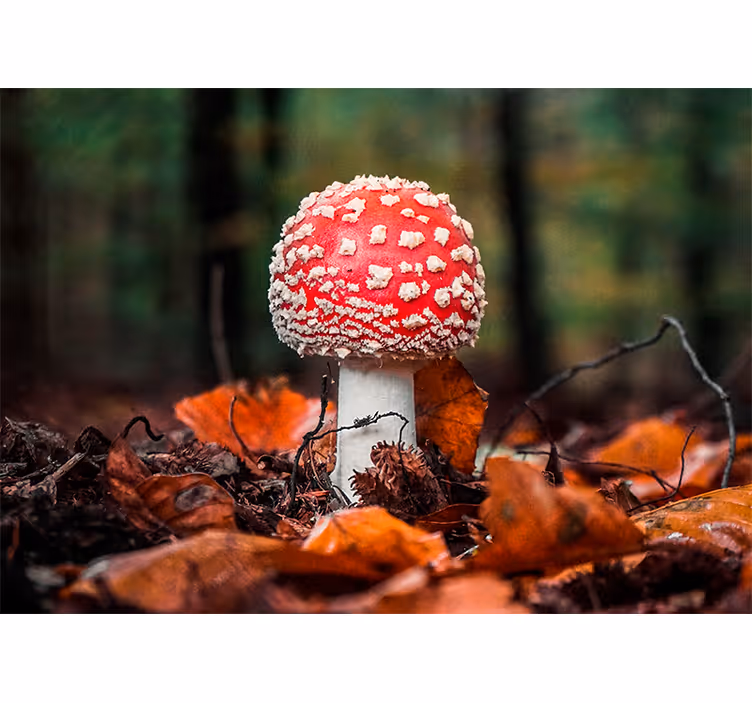 Red toadstool mushroom fototapete narava - TenStickers