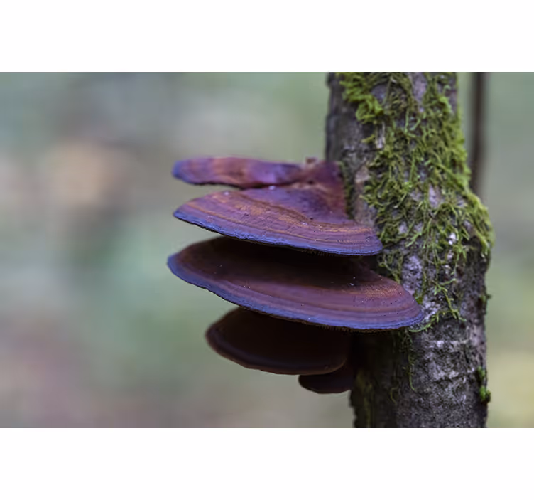Mushroom growth detail fototapete narava - TenStickers