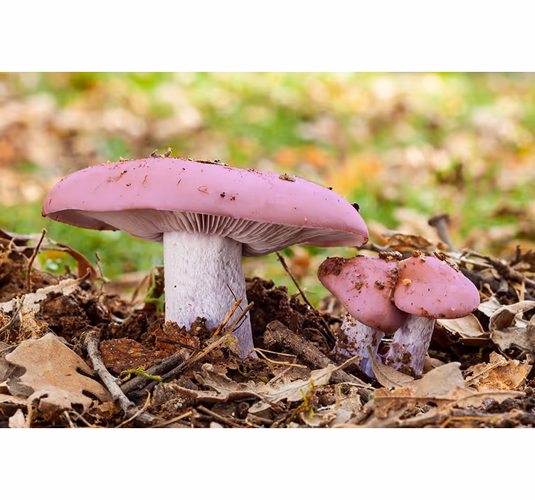Pink mushroom cluster drugi fototapeti - TenStickers