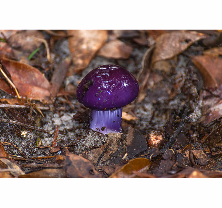 Purple mushroom sprout drugi fototapeti - TenStickers