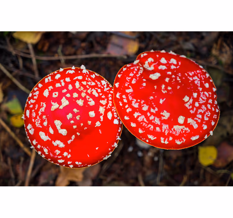 Red mushroom caps fototapete narava - TenStickers