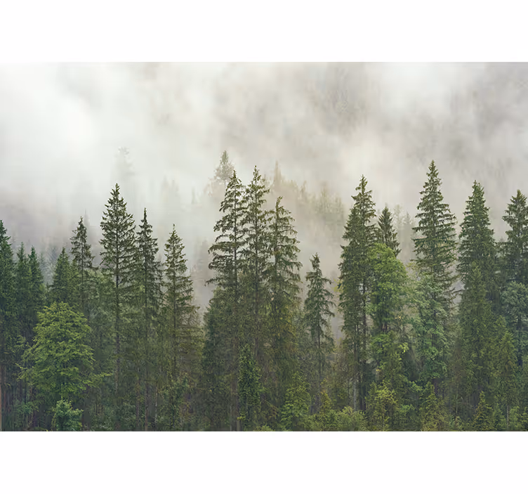 Hazy woodland view fototapeta gozd - TenStickers