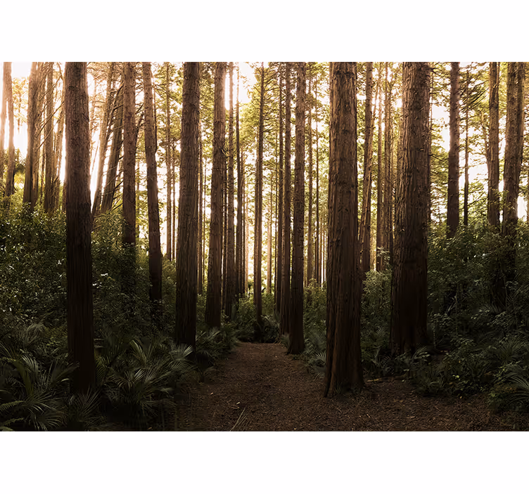 Tall forest trees fototapete narava - TenStickers