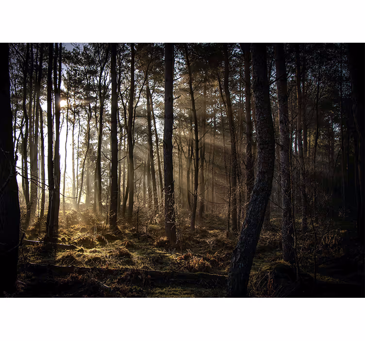 Sunlit forest glade fototapeta gozd - TenStickers