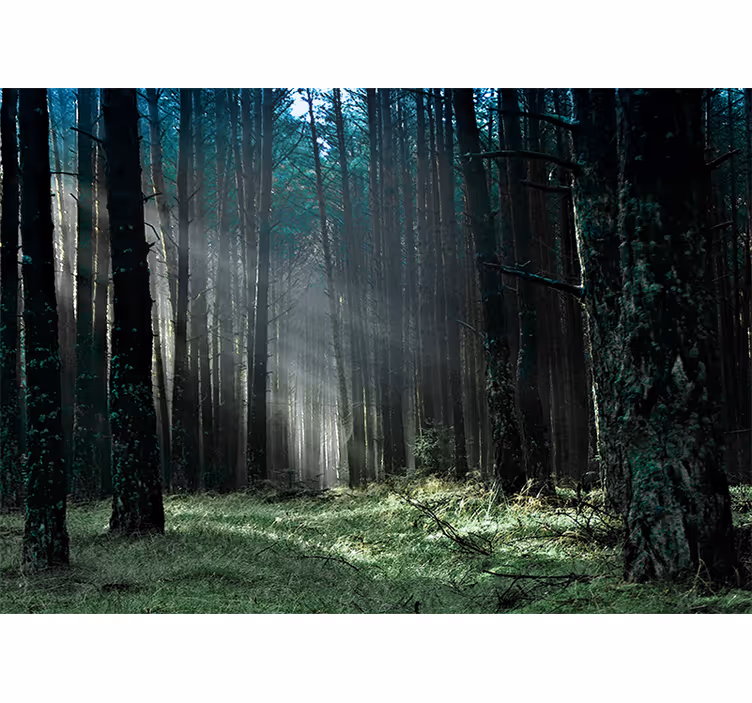Radiant forest pathway fototapeta gozd - TenStickers