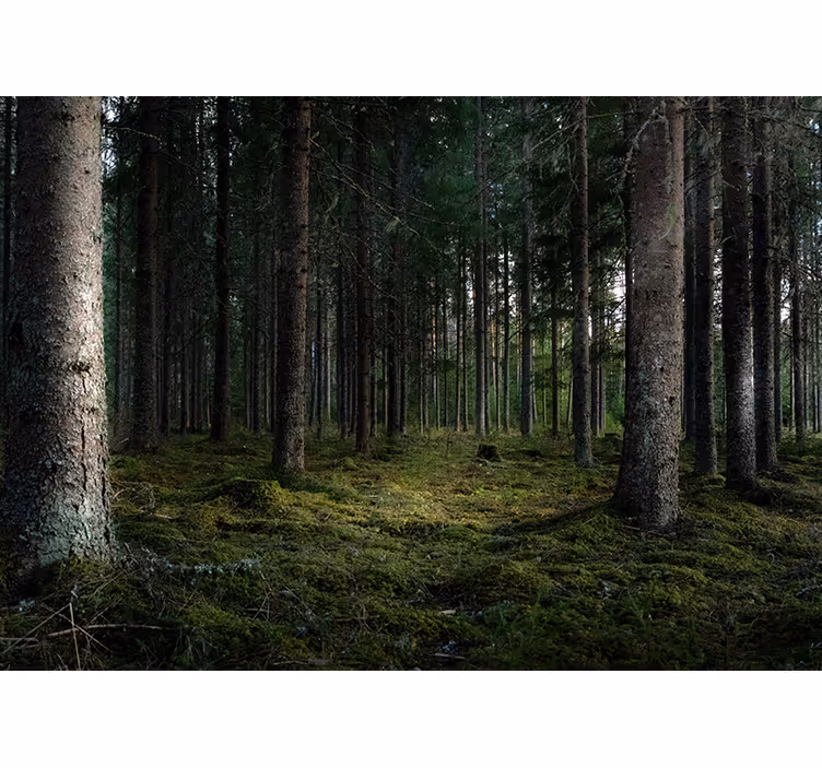 Spokojna pokrajina Fototapeta Gozd - TenStickers