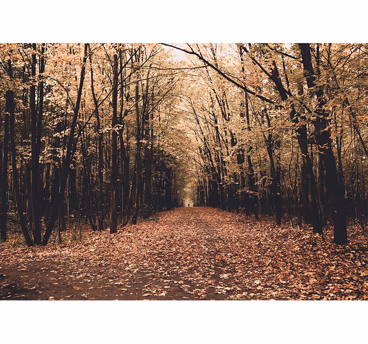 Autumn pathway view fototapeta gozd - TenStickers