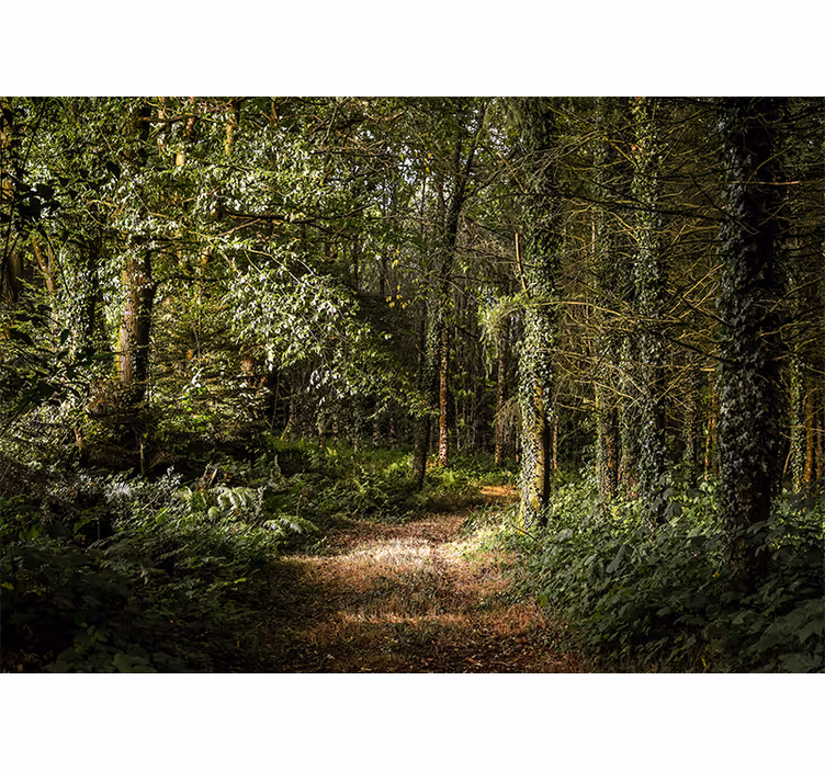 Lush forest pathway fototapeta gozd - TenStickers