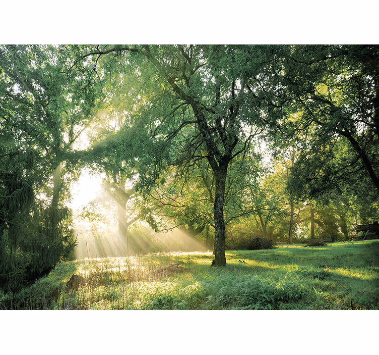 Serene sunlit forest fototapete narava - TenStickers