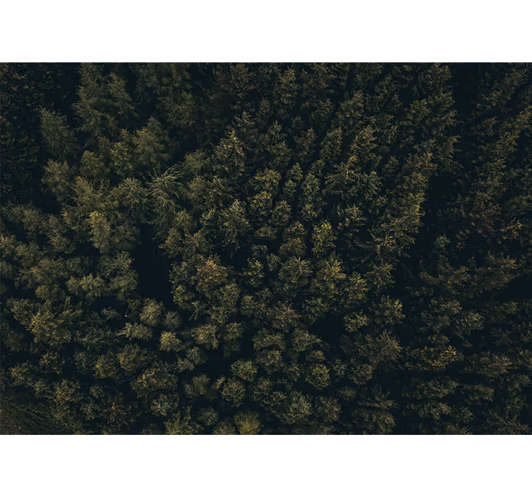 Lush greenery canopy fototapete narava - TenStickers