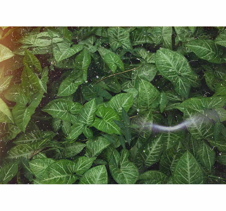 Lively leaf composition fototapete narava - TenStickers
