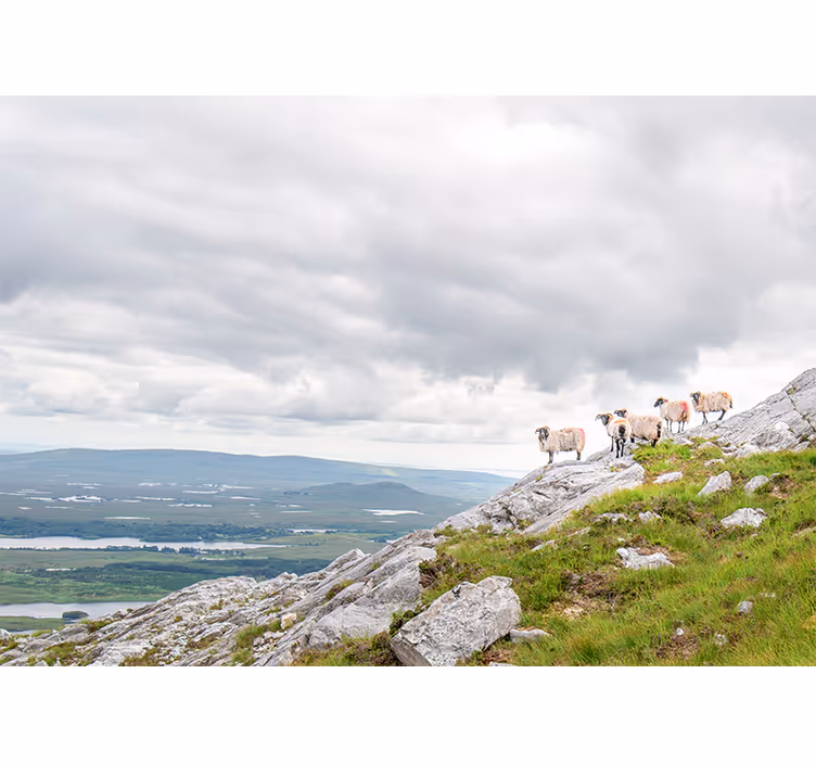 Lambs on slopes in druge živalske fototapete - TenStickers