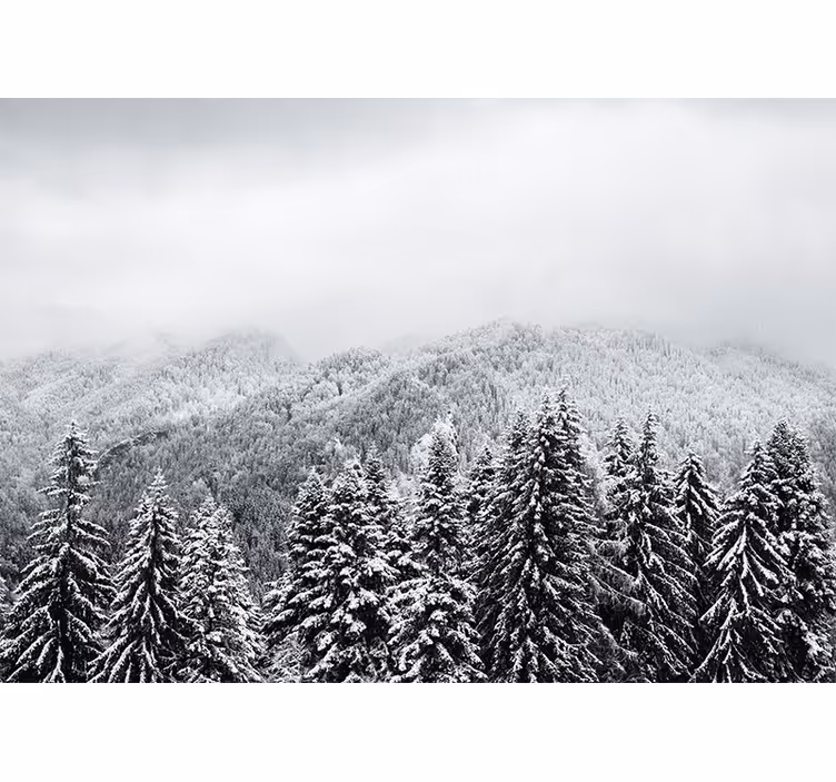 Wintry woodland scenery fototapete narava - TenStickers