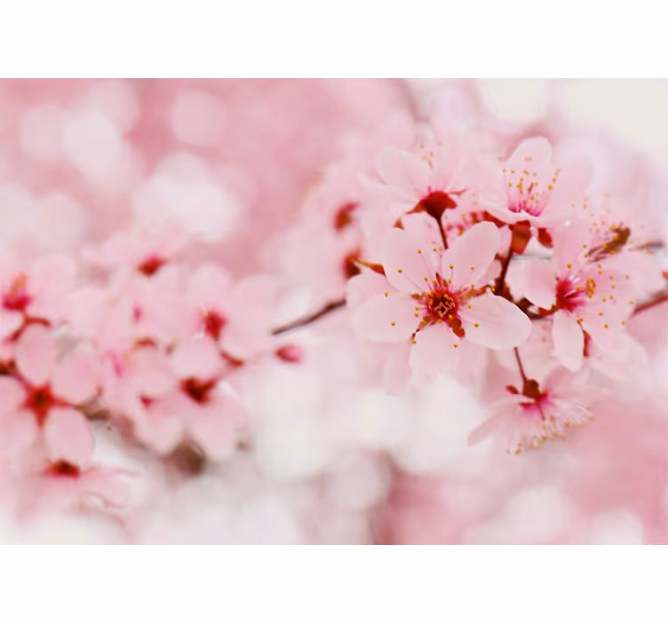 Cherry blossom blooms fototapete cvetje - TenStickers