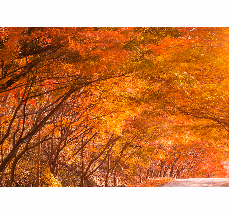 Autumn forest pathway fototapeta gozd - TenStickers