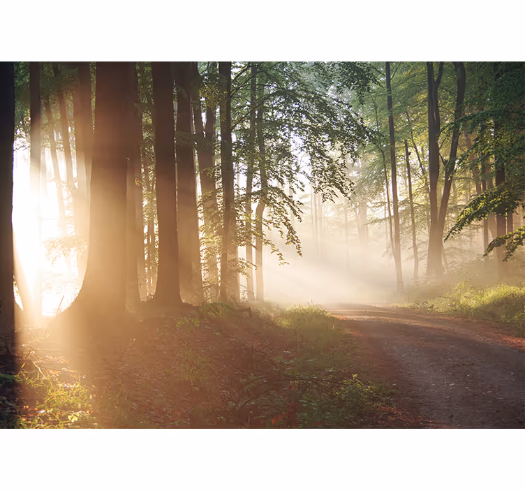 Serene forest rays fototapete narava - TenStickers