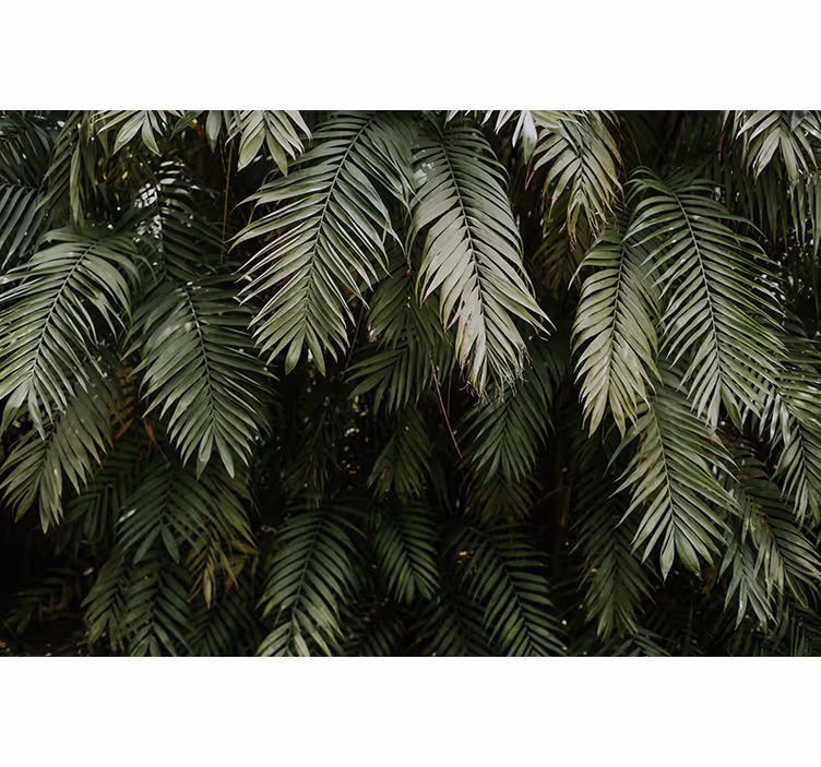 Tropical greenery fototapete narava - TenStickers