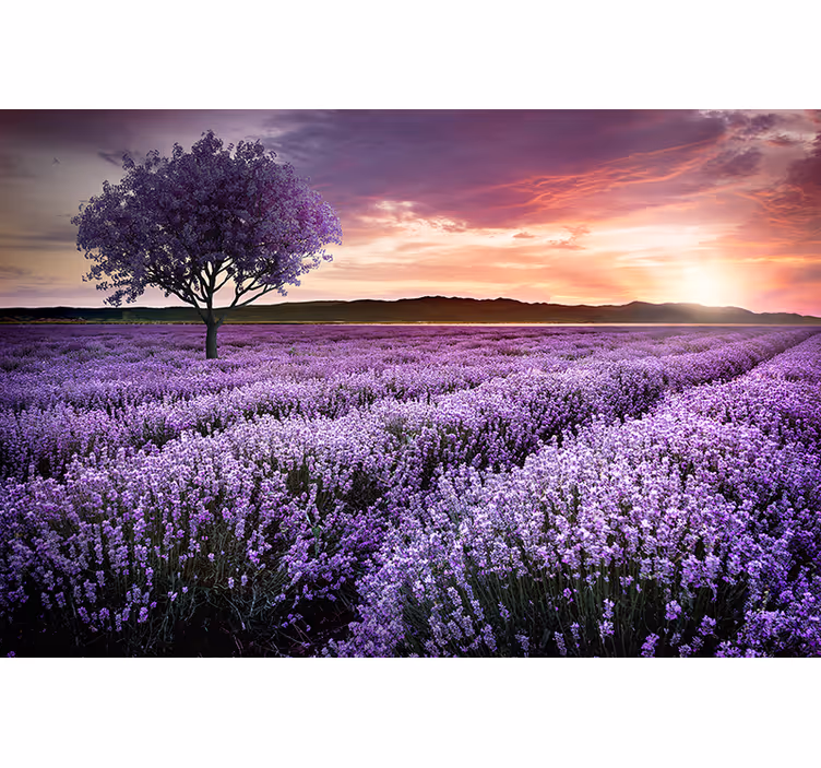 Lavender meadow twilight fototapete s cvetjem - TenStickers