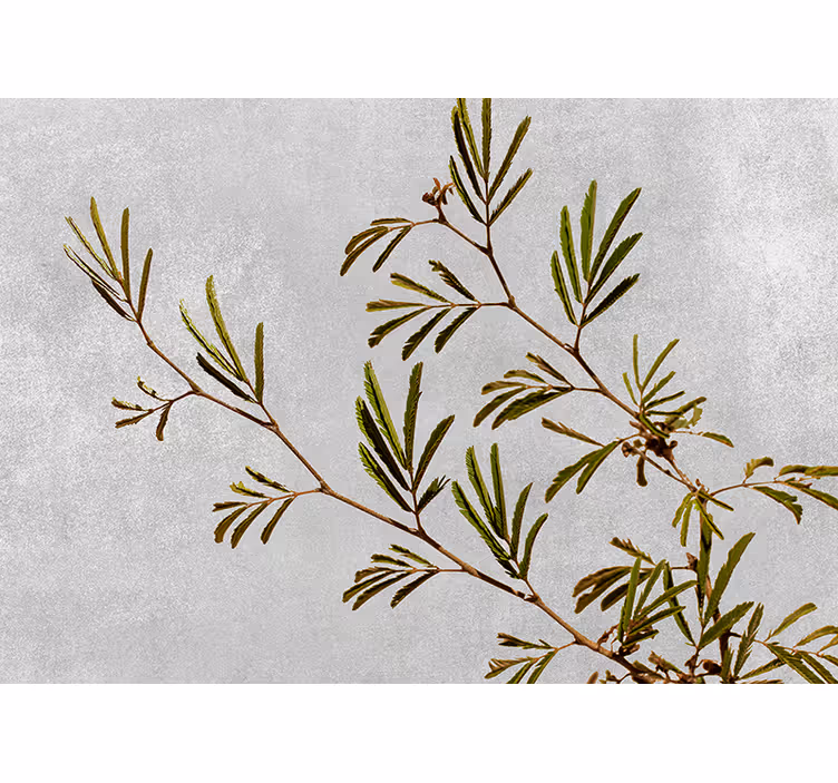 Delicate greenery branch fototapete narava - TenStickers