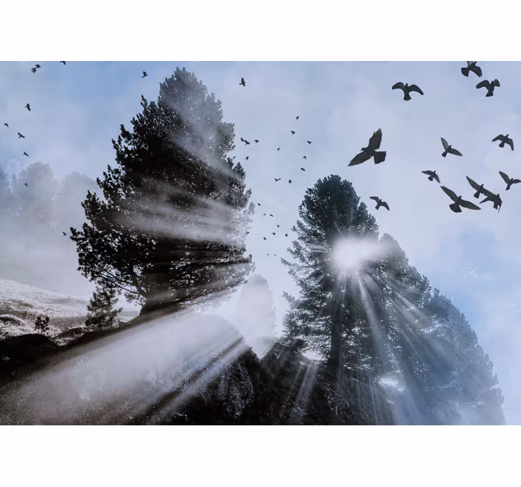 Radiant orest rays with birds fototapeta gozd - TenStickers