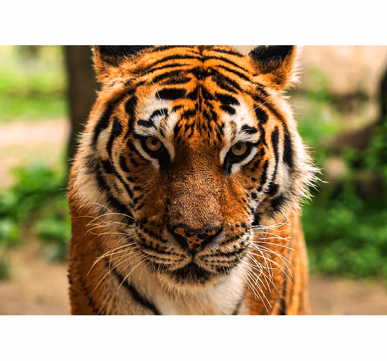 Grozeči tiger, ki gleda naprej stensko poslikavo - TenStickers