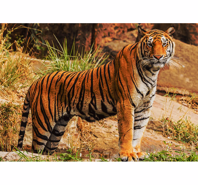 Majestic tiger presence fototapete z živalmi - TenStickers