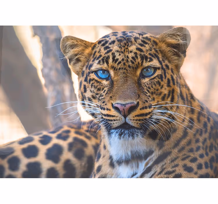 Leopard portrait zoomed-in fototapete z živalmi - TenStickers