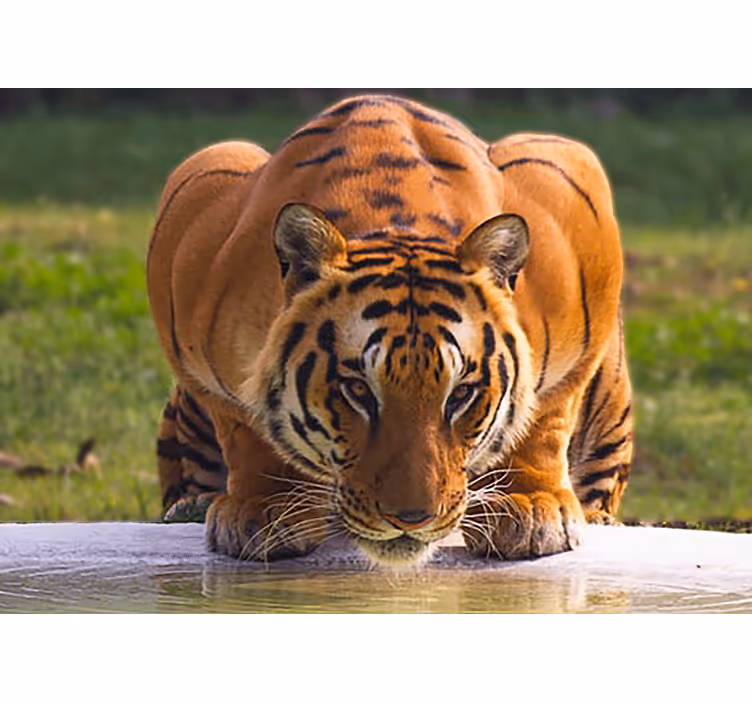 Regal tiger pose fototapete z živalmi - TenStickers