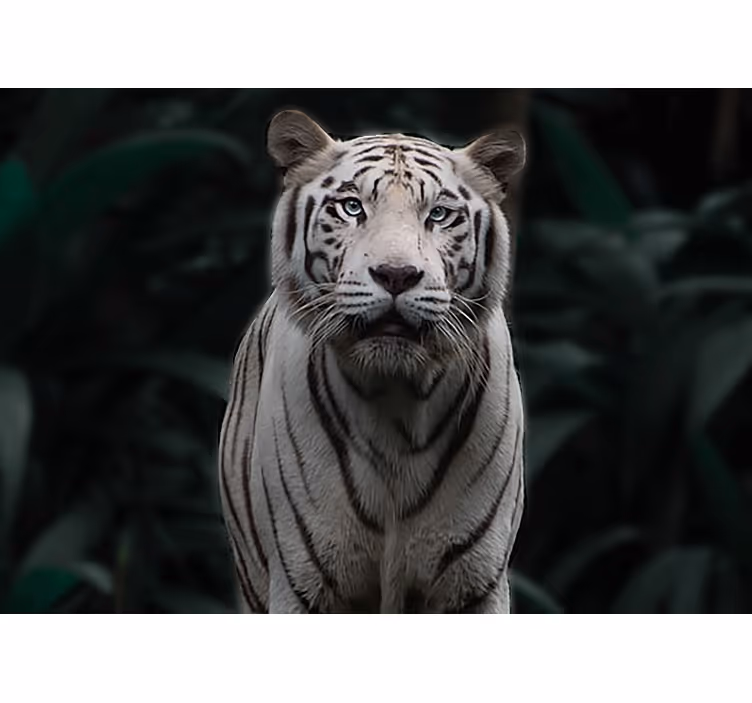 Grozeče stensko poslikavo belega tigra - TenStickers
