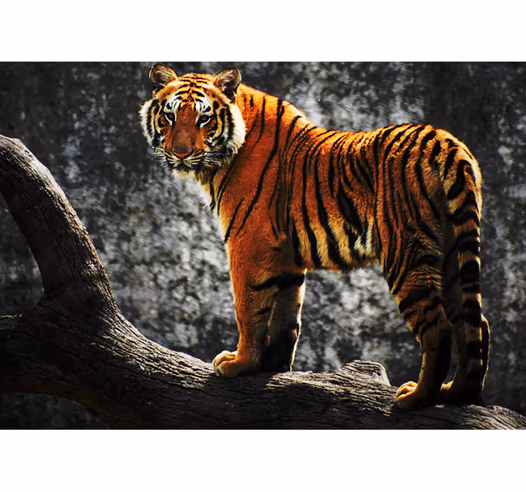 Regal tiger stance fototapete z živalmi - TenStickers