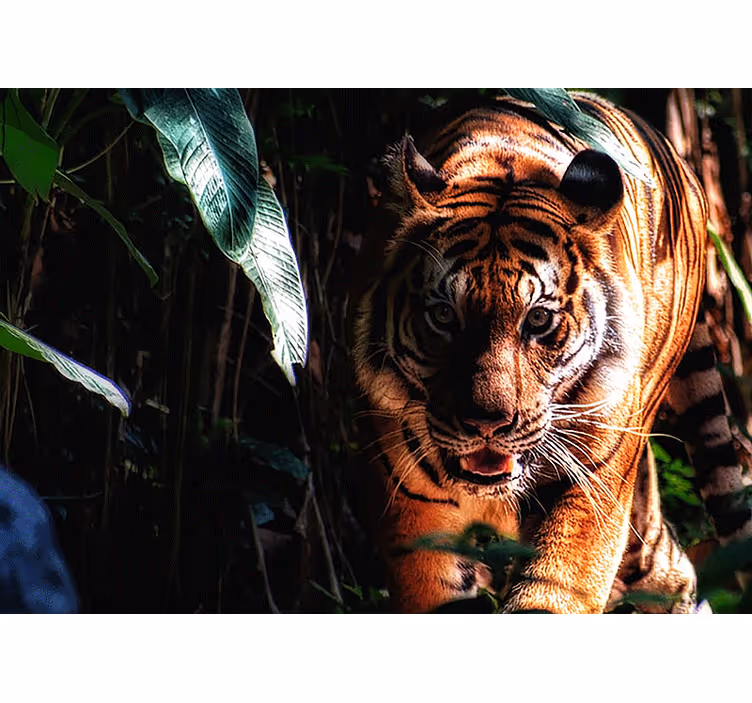 Majestic tiger stalks fototapete z živalmi - TenStickers