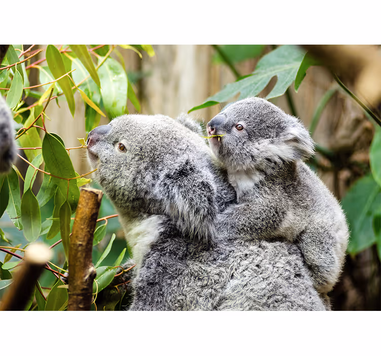 Koalas on tree fototapete z živalmi - TenStickers