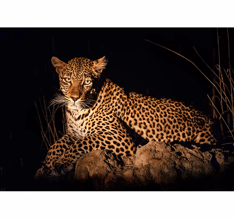Leopard v spotlights in druge živalske fototapete - TenStickers