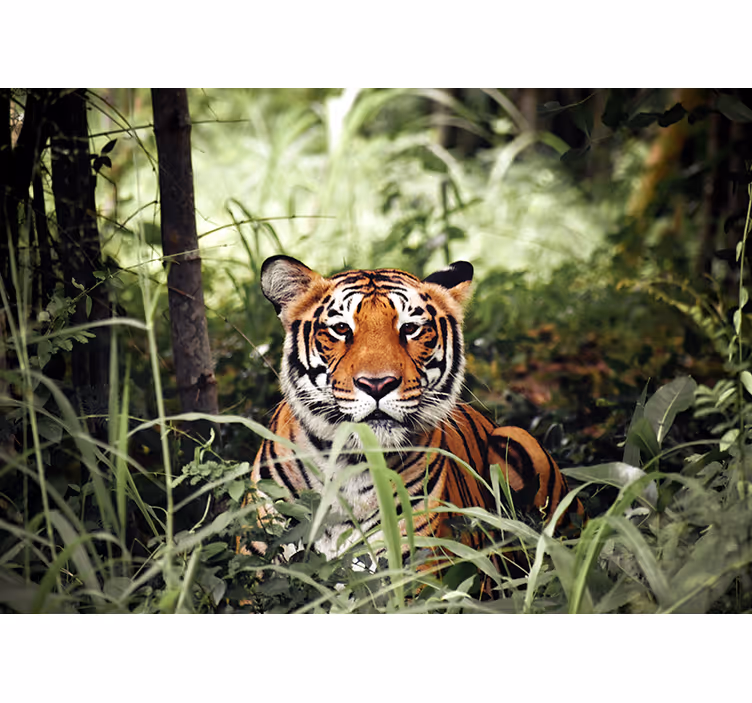 Regal tiger experience fototapete z živalmi - TenStickers