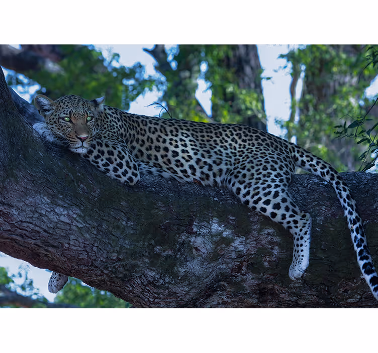 Leopard, ki leži v temnem drevesu, stensko poslikavo - TenStickers