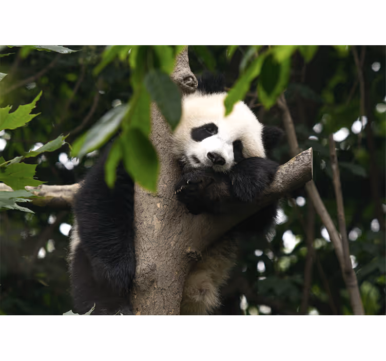 Panda resting tree fototapete z živalmi - TenStickers