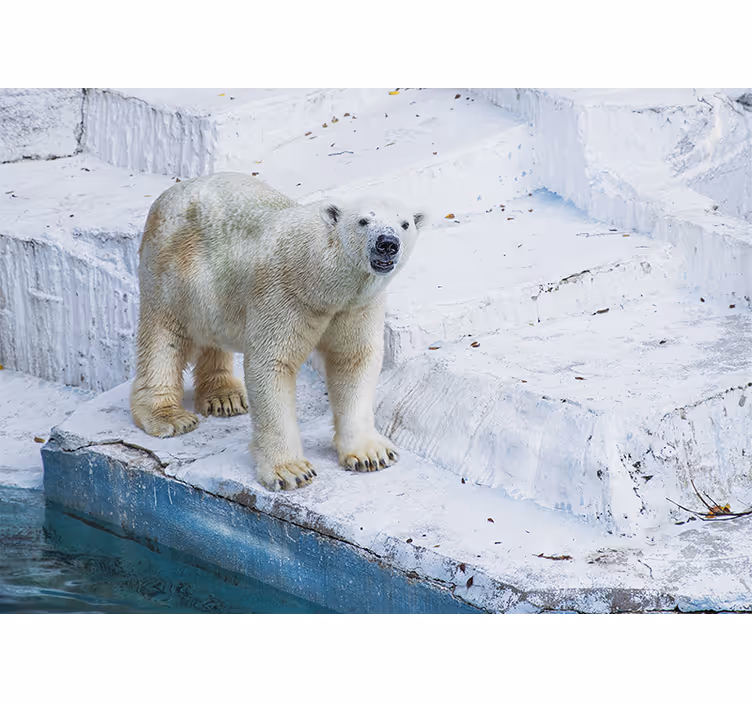 Polar bear stance fototapete z živalmi - TenStickers