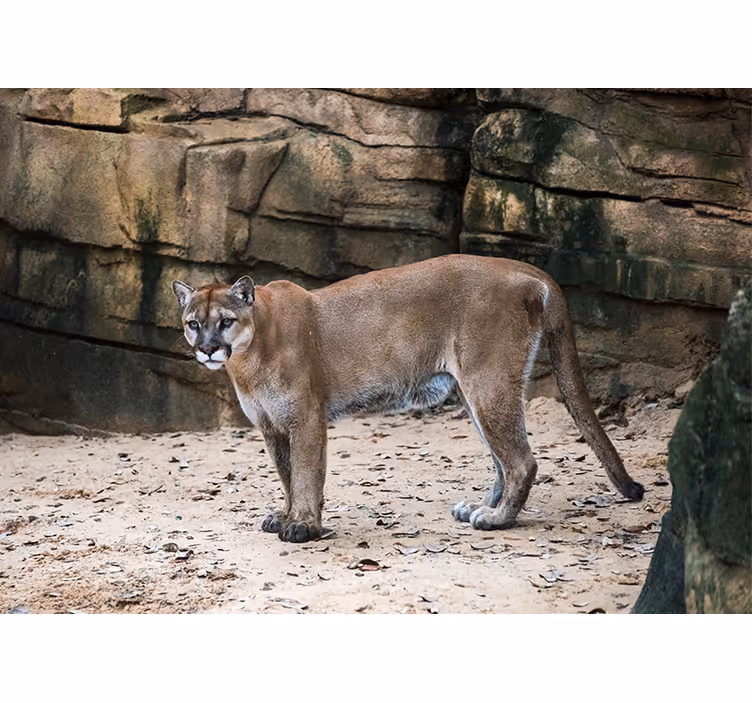 Fototapete z živalmi puma v naravnem okolju - TenStickers