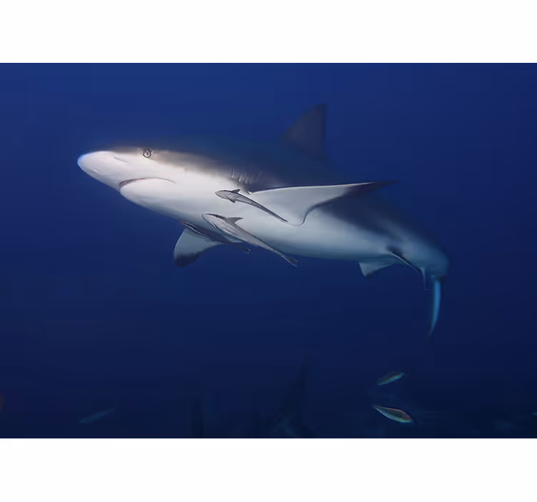 Majestic shark swim fototapete z živalmi - TenStickers